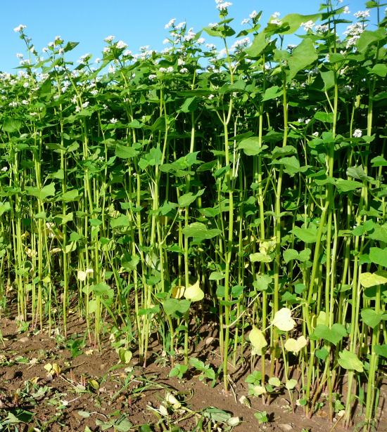 Using Buckwheat for Hay Successful Farming